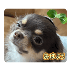 [LINEスタンプ] Patoru_Nuua