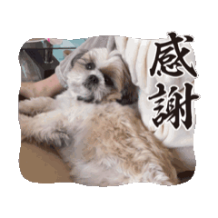 [LINEスタンプ] ぼくもちの動くスタンプ