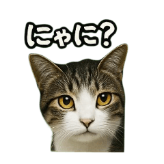 [LINEスタンプ] のぞき猫の日常ことばスタンプ①