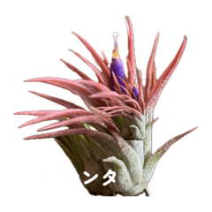 [LINEスタンプ] エアープランツ（写真）名称スタンプ