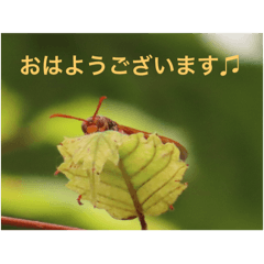 [LINEスタンプ] 生き物写真で「おはようございます」