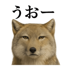 [LINEスタンプ] 【叫ぶ！】無表情なチベットスナギツネ