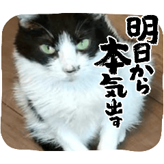 [LINEスタンプ] あっちこっちのねこ