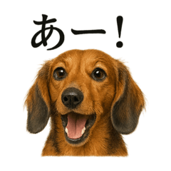 [LINEスタンプ] 【叫ぶ！】リアルミニチュアダックスフンド