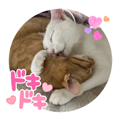 [LINEスタンプ] にゃんず2025