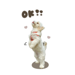 [LINEスタンプ] しおんちゃん♥スタンダード