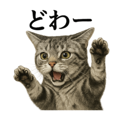 [LINEスタンプ] 【叫ぶ！】アメリカンショートヘアの絶叫