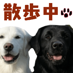 [LINEスタンプ] 可愛い毎日使えるゴールデンレトリバー