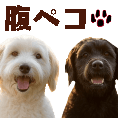 [LINEスタンプ] 毎日使えるラブラドゥードル【大人可愛い】