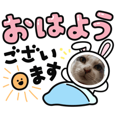 [LINEスタンプ] 家猫うなのスタンプ