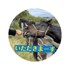 [LINEスタンプ] お馬さんの日常会話スタンプヒヒーン