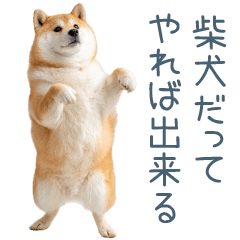 [LINEスタンプ] 毎日使える陽気な柴犬【かわいい・連絡】