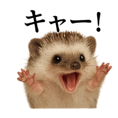 [LINEスタンプ] 【叫ぶ！】リアルすぎるハリネズミの絶叫