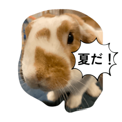 [LINEスタンプ] 夏です。うさぎのフッくん