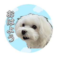 [LINEスタンプ] マルチーズ♡一言スタンプ