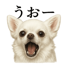 [LINEスタンプ] 【叫ぶ！】リアルすぎる白チワワの絶叫