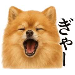 [LINEスタンプ] 【叫ぶ！】リアルすぎるポメラニアンの絶叫