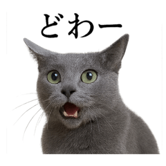 [LINEスタンプ] 【叫ぶ！】リアルすぎるロシアンブルー猫