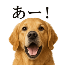 [LINEスタンプ] 【叫ぶ！】リアルなゴールデンレトリバー