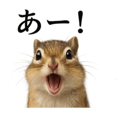 [LINEスタンプ] 【叫ぶ！】リアルすぎるシマリスの絶叫