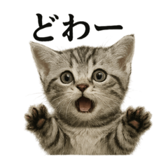[LINEスタンプ] 【叫ぶ！】リアルすぎる子猫マンチカン