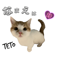 [LINEスタンプ] てとくんのいっぽにぽ