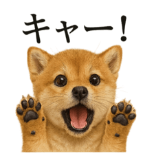 [LINEスタンプ] 【叫ぶ！】リアルすぎる子犬の柴犬絶叫