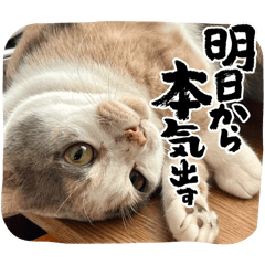 [LINEスタンプ] 家猫うなのスタンプ2