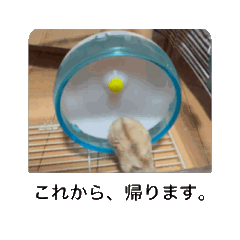 [LINEスタンプ] ハムスターM①