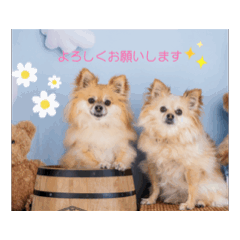 [LINEスタンプ] チワポメのノワラテ