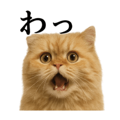 [LINEスタンプ] 【叫ぶ！】リアルすぎるペルシャ猫の絶叫