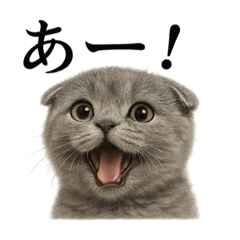 [LINEスタンプ] 【叫ぶ！】子猫スコティッシュホールド絶叫