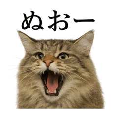 [LINEスタンプ] 【叫ぶ！】リアルすぎるサイベリアン猫