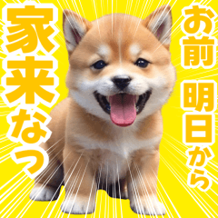 [LINEスタンプ] 可愛く煽る柴犬☆茶色