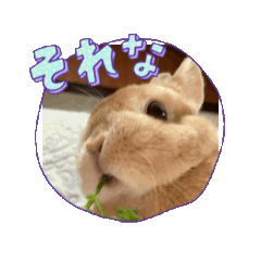 [LINEスタンプ] ネザーランドドワーフのもぐもぐスタンプ