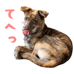 [LINEスタンプ] 野犬の子カノア-日常で使える定番スタンプ-