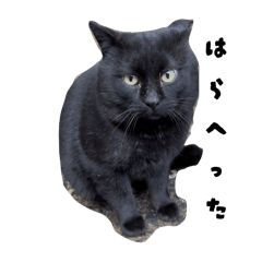 [LINEスタンプ] 先住猫と愉快な保護猫達①