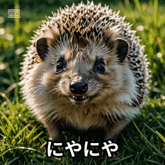 [LINEスタンプ] 「ハリネズミの感情爆発