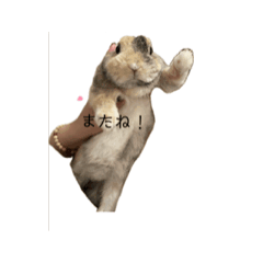 [LINEスタンプ] チャビカスタンプ5⃣