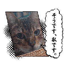 [LINEスタンプ] Chiro ＆ Dale   5