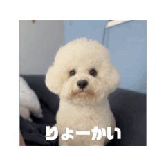 [LINEスタンプ] かうちゃん 第2弾