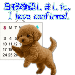 [LINEスタンプ] プードル子犬の動画スタンプ