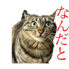 [LINEスタンプ] セルナのスタンプ2