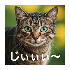 [LINEスタンプ] ある日の、とらねこたち