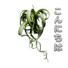 [LINEスタンプ] エアープランツ、多肉（写真）のスタンプ