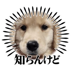 [LINEスタンプ] Eru.Elu.どっちもエル