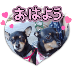 [LINEスタンプ] No.12愛しのチワピンびーちゃん朝晩ご挨拶