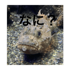[LINEスタンプ] さかな気分