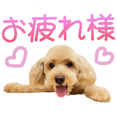 [LINEスタンプ] トイプーのココアスタンプ♪