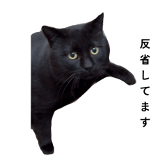 [LINEスタンプ] 三兄弟と愉快な保護猫達シリーズ③